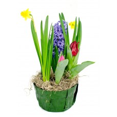 Bulb Garden 7"